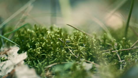 Meadow-green-grass-spring-growing-in-sunbeams-on-charming-calm-closeup-lawn.