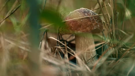 Edible-brown-mushroom-at-meditative-calm-autumn-woodland-in-green-grass.