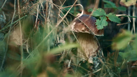 Boletus-growth-in-grass-in-countryside-woodland-calmness.-Woods-silence-concept.