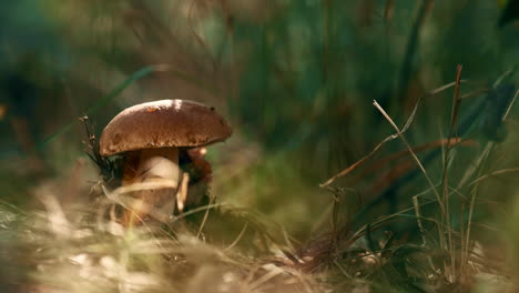 Forest-mushroom-edible-in-wild-autumn-woodland.-Closeup-boletus-growing-grass.