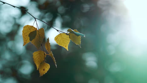Gelbe-Herbstbaumblätter-In-Ruhigem,-Meditativem,-Wildem-Wald.-Pflanzlicher-Hintergrund.