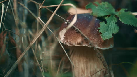 Forest-brown-boletus-in-autumn-woodland-in-green-season-grass-natural-field.