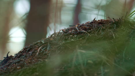 Forest-dangerous-ant-nest-in-wild-closeup-meditative-rainforest.