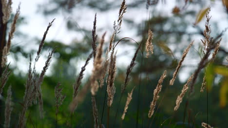 Forest-spikelets-swaying-in-meditation-calmness-atmosphere.-Wild-plant-growing.