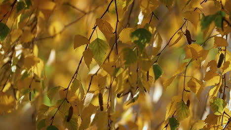 Beautiful-birch-tree-autumn-sunny-park.-Dry-yellow-foliage-swaying-wind.