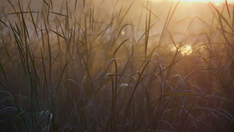 Swamp-fog-water-grass-on-sunrise.-Soft-sunlight-shine-on-green-vegetation.