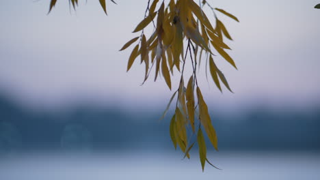 Yellow-foliage-hanging-pond-close-up.-Calm-view-weeping-willow-leaves.