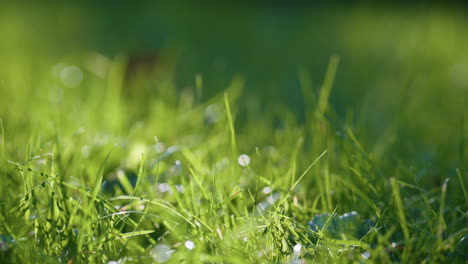 Sunlight-lie-green-grass-beautiful-meadow-close-up.-Fresh-lawn-lit-soft-sunshine