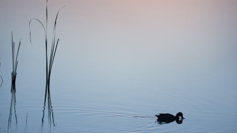 Wild-duck-swimming-lake-on-sunrise.-Silhouette-mallard-float-on-pond-surface.