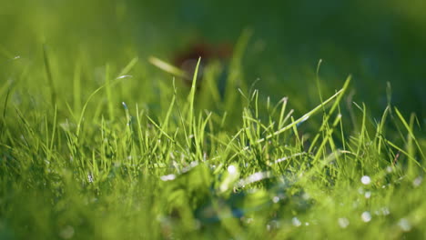Green-grass-background-closeup.-Dry-brown-leaf-lying-ground-on-bright-sunlight.