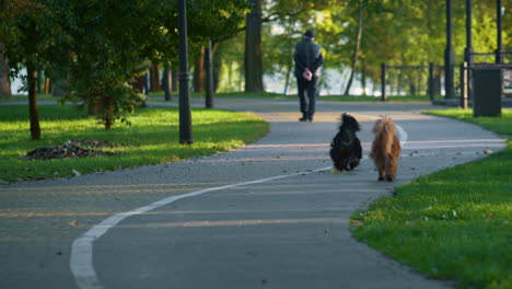 Couple-dogs-walking-park-path-autumn-morning.-Two-purebred-pets-running-garden.