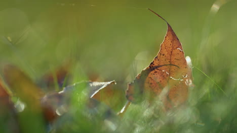 Closeup-dry-leaf-lying-ground.-Brown-autumn-leaves-on-sunlight-green-grass