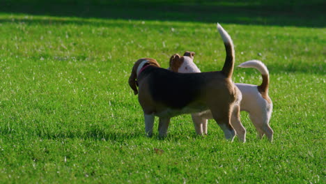 Two-dogs-standing-grass-sunny-park.-Pedigree-pets-resting-playing-outdoors.