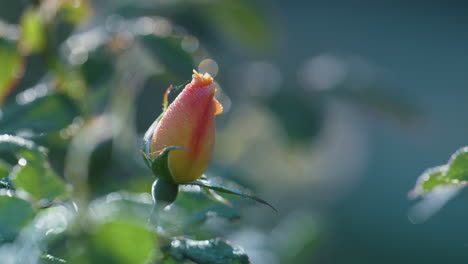 Bud-pink-rose-floral-garden.-Close-up-unbloomed-flower-growing-green-bushes.