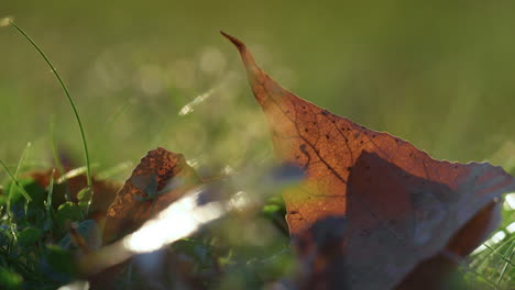 Braunes,-Trockenes-Blatt,-Liegendes-Gras-Auf-Sonnenlicht,-Nahaufnahme.-Blätter-Fallen-Auf-Den-Boden,-Herbstzeit