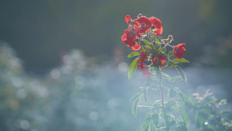 Primer-Plano-Flores-Silvestres-Rojas-Fondo-De-Niebla-Matutina.-Pequeñas-Flores-Crecen-En-El-Jardín.
