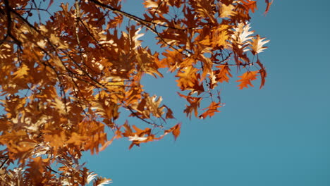 Oak-branches-orange-leaves-autumn-landscape.-Calm-scenery-park-sunny-day.