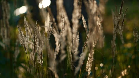 Sunlight-autumn-field-spikelets-swaying-in-vibe-charming-wild-rainforest-closeup