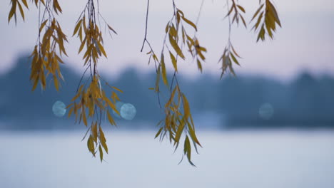 Willow-tree-leaves-hanging-over-water-close-up.-Tranquil-landscape-autumn-nature