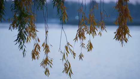 Weidenzweige-Hängen-über-Dem-Wasser.-Gelbe-Blätter-Auf-Zweigseehintergrund.