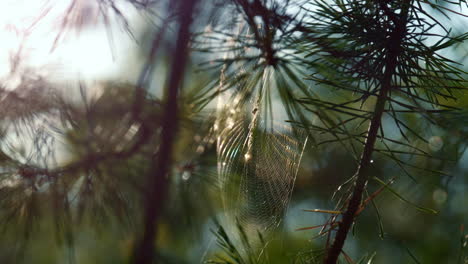 Wind-Wiegendes-Waldspinnennetz-In-Der-Sonnigen-Frühlingslandschaft.-Nahaufnahme-Eines-Spinnennetzes.