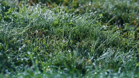 Morning-dew-green-grass-close-up.-Water-drops-lying-fresh-greenery-autumn-time.