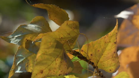 Gelbe-Blätter-Wachsen-An-Einem-Sonnigen-Tag-Der-Birke-Aus-Nächster-Nähe.-Wunderschöne-Herbstlandschaft.
