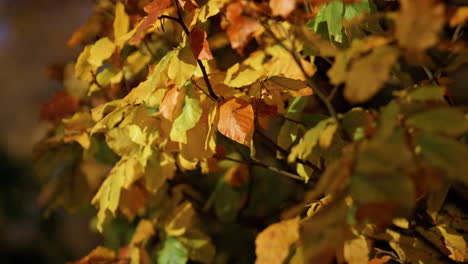 Nahaufnahme-Orangefarbener-Blätter,-Hängende-Zweige,-Sonniger-Tag.-Wunderschöne-Herbstlandschaft.