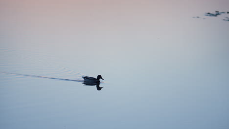 Silhouette-duck-floating-lake-surface.-Wild-bird-calmly-crossing-pond-on-sunset.