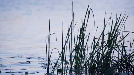 Green-reed-standing-water-close-up.-Quiet-autumn-landscape-park-lake-surface.