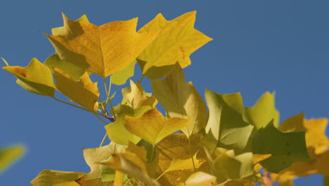 Colorful-foliage-maple-tree-swinging-on-clear-blue-sky-background-close-up.