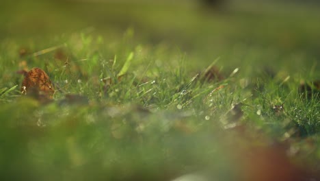 Green-grass-covering-leaves-close-up.-Dry-foliage-lying-ground-on-sunlight.