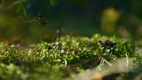 Green-meadow-forest-moss-on-spring-wild-sunlight-ground.-nature-beauty-concept.