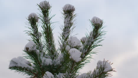 Closeup-snow-covered-spruce-top-against-winter-sky.-Coniferous-tree-in-forest.