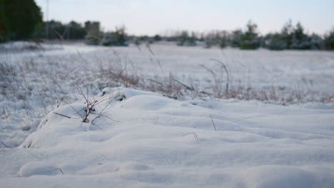 Frozen-snowy-forest-meadow-with-dry-grass-at-cold-winter-weather-close-up