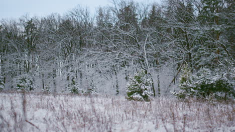 Weißer-Winterwald-Bedeckt-Mit-Neuschnee.-Wunderschöne-Landschaft-Mit-Schneebedeckten-Bäumen.