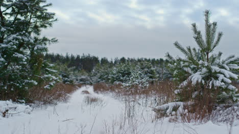 Fir-trees-standing-winter-forest-covered-snow.-Snow-covered-coniferous-plants.