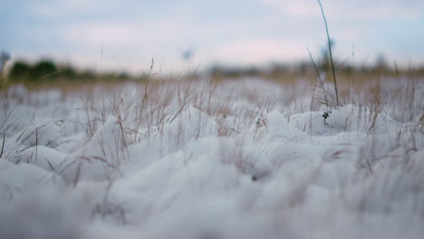 Winterfeld-Verschneite-Wiese.-Gefrorener,-Getrockneter,-Mit-Gras-Bedeckter-Schnee-Aus-Nächster-Nähe.