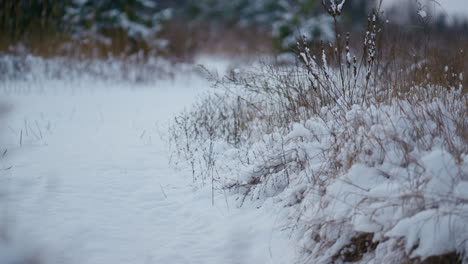 White-snow-lying-grass-in-winter-forest-close-up.-Beautiful-snowbound-landscape.