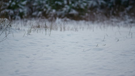 View-snow-covered-ground-in-frozen-forest-close-up.-Empty-snowbound-meadow.