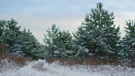 Beautiful-spruces-standing-forest-edge-winter-day.-Fir-trees-growing-on-meadow.