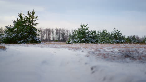 Winterlandschaft-Waldrand-Bei-Bewölktem-Wetter.-Tannenbäume-Bedeckten-Weißen-Schnee.