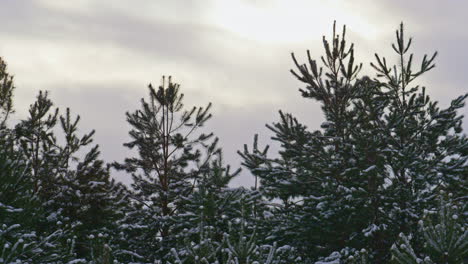 Spruces-tops-covered-snow-on-gray-winter-sky-background-closeup.-Evergreen-trees