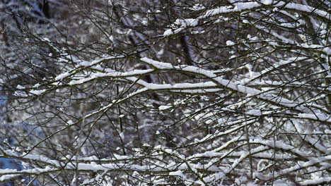 Snowy-bare-tree-branches-of-frosty-winter-weather-close-up.-Wintertime-scenery.