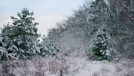 Beautiful-forest-winter-time.-Snow-covered-coniferous-fir-trees-on-foreground.