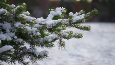 Frozen-spruce-twigs-shaking-off-fluffy-snow-close-up.-Winter-forest-landscape.
