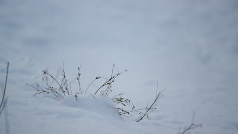 Thin-grasses-sticking-snow-layer-close-up.-Dry-plants-on-snow-covered-meadow.