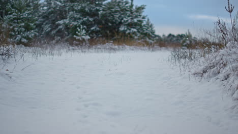 Snowy-forest-meadow-with-dry-grass-peeking-out-from-layer-white-snow-close-up
