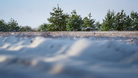 Winterlandschaft-Waldlichtung-Bei-Sonnenlicht.-Fichten-Stehen-Mit-Weißem-Schnee-Bedeckt.