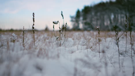 Dry-grass-sticking-snow-on-winter-forest-background-close-up.-Frozen-landscape.